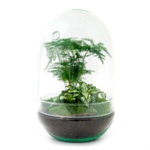 DIY Planten terrarium tweedelig bolglas - Egg XL - Ø 17,5 cm ↑ 30 cm