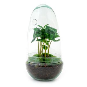 DIY Planten terrarium tweedelig bolglas - Egg Coffea - Ø 12 cm ↑ 25 cm