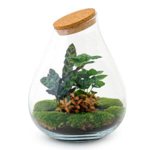 DIY Planten terrarium - Drop XL Palm - Ø 24 cm ↑ 37 cm - No tools