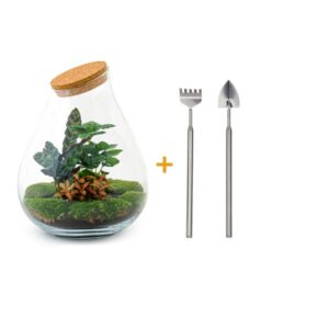 DIY Planten terrarium - Drop XL Palm - Ø 24 cm ↑ 37 cm - Rake + Shovel