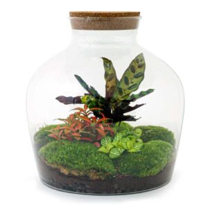 DIY Planten terrarium met licht - Fat Joe Red - Ø 29 cm ↑ 30 cm - No Tools