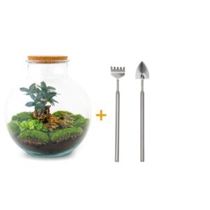 DIY Planten terrarium - Bolder Bob Bonsai - Ø 31 cm ↑ 30 cm - Rake + Shovel