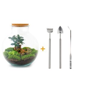 DIY Planten terrarium - Bolder Bob Bonsai - Ø 31 cm ↑ 30 cm - Rake + Shovel + Tweezer