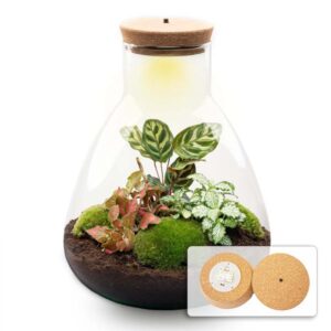 DIY Planten terrarium met licht - Sam Coffea - Ø 24,5 cm ↑ 30 cm - Normal