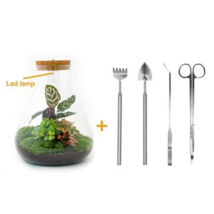 DIY Planten terrarium met licht - Sam Calathea - Ø 24,5 cm ↑ 30 cm - Rake + Shovel + Tweezer + Scissors