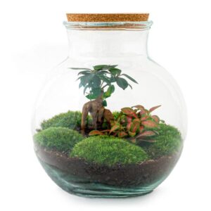 DIY Planten terrarium (met licht) - Teddy Bonsai - Ø 25 cm ↑ 26,5 cm - No tools