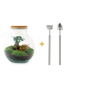 DIY Planten terrarium (met licht) - Teddy Bonsai - Ø 25 cm ↑ 26,5 cm - Rake + Shovel