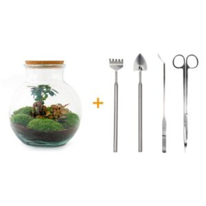 DIY Planten terrarium (met licht) - Teddy Bonsai - Ø 25 cm ↑ 26,5 cm - Rake + Shovel + Tweezer + Scissors