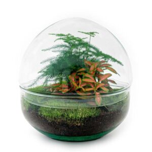 DIY Planten terrarium tweedelig bolglas - Dome Red - Ø 20 cm ↑ 20 cm - Normal