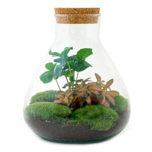 DIY terrarium - Sammie Coffea Red - Ø 22,5 cm ↑ 27 cm - No tools