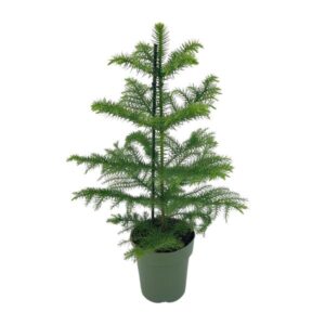 Araucaria Heterophylla - Ø14cm - ↕40cm