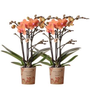 Kolibri Orchids | COMBI DEAL van 2 oranje Phalaenopsis orchideeën - Bolzano - potmaat Ø9cm bloeiende kamerplant - vers van de kweker