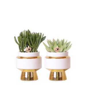 Kolibri Greens | Succulenten set van 2 planten in gouden Le Chic sierpotten - keramiek potmaat Ø9cm