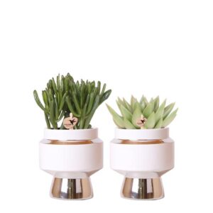 Kolibri Greens | Succulenten set van 2 planten in zilveren Le Chic sierpotten - keramiek potmaat Ø9cm