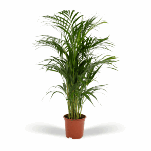 Areca palm - Ø17cm - ↕70cm