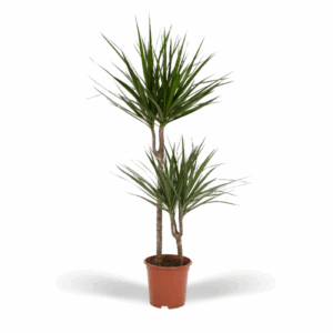 Dracaena Marginata - Ø19cm - ↕100cm