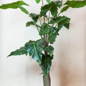 Kunstplant - Alocasia - Olifantsoor - 150 cm