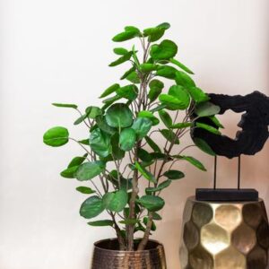 Kunstplant - Polyscias - Aralia - 105 cm