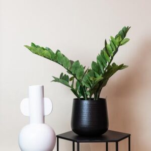 Kunstplant - Zamioculcas - Kamerpalm - 70 cm