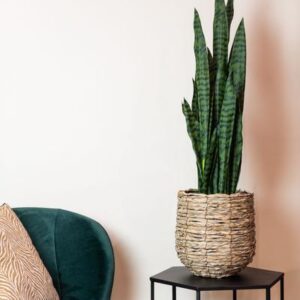 Kunstplant - Sanseveria black coral - Vrouwentong - 97 cm