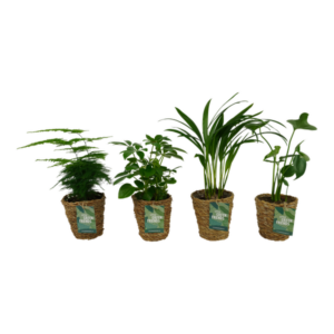 OUR FRIENDS | 4 plant pack - Areca Lutescens, Asparagus Plumosus, Schefflera Arboricola, Monstera Deliciosa - 30 cm hoog - Kleine kamerplant + Seagrass Basket