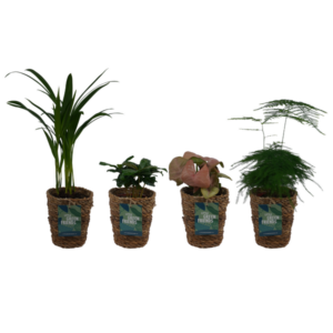 OUR FRIENDS | 4 plant pack - Asparagus Plumosus, Syngonium Red Heart, Areca Lutescens, Coffea Arabica - 30 cm hoog - Kleine kamerplant + Seagrass Basket