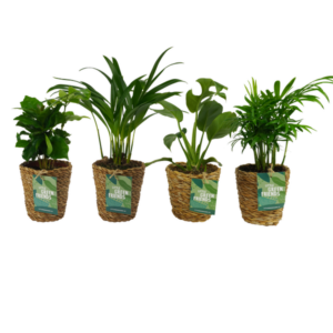 OUR FRIENDS | 4 plant pack - Monstera Deliciosa, Chamadorea Elegans, Coffea Arabica, Areca Lutecens - 30 cm hoog - Kleine kamerplant + Seagrass Basket
