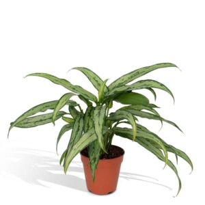 Aglaonema Cutlass - Ø30cm - ↕12cm