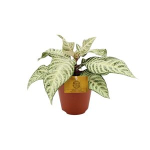 Aphelandra White Wash - Ø25cm - ↕12cm