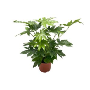 Fatsia Japonica - Ø21cm - ↕85cm
