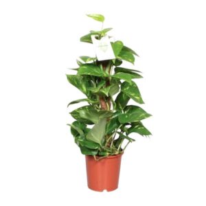 Epipremnum Aureum - Ø15cm - ↕60cm