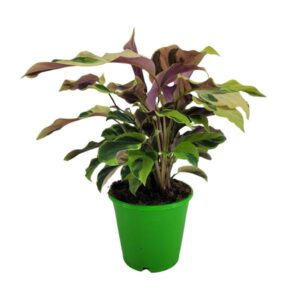 Calathea Yellow Fusion Ø14cm - ↕40cm