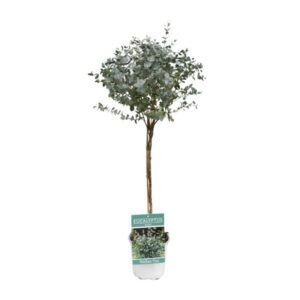 Eucalyptus - Ø17cm - ↕80cm