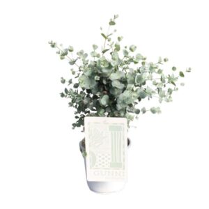 Eucalyptus - Ø17cm - ↕45cm