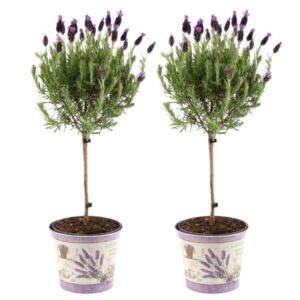 Plants by Frank - Lavandula stoechas Anouk® op stam in Lavendelprint sierpot - 15 cm pot - set van 2 Franse Lavendels op stam in sierpot