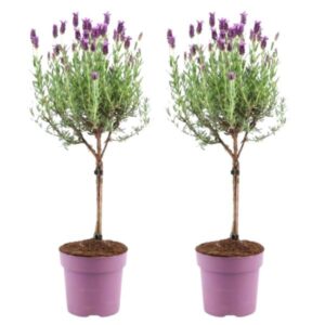 Plants by Frank - Lavandula stoechas Anouk® op stam - 15 cm pot - set van 2 Franse Lavendels op stam