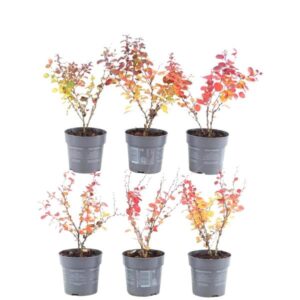 Plants by Frank - 1 meter Rode Berberis haag - Berberis Thunbergii 'Atropurpurea' - Set van 6 winterharde haagplanten - Bladverliezende haag - Vers van de kwekerij geleverd