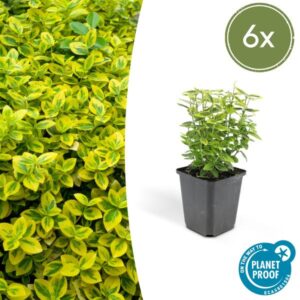 Euonymus fort. 'Emerald 'n Gold’ - ↕10-25cm - Ø9cm - 6x