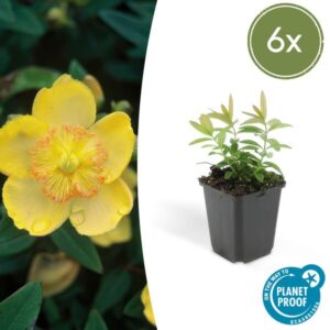 Hypericum calycinum - ↕10-25cm - Ø9cm - 6x