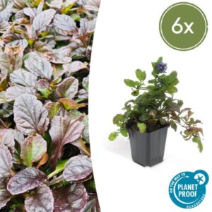 Ajuga reptans - ↕10-25cm - Ø9cm - 6x
