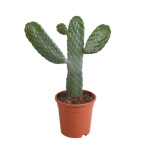 Opuntia consulea - 17cm - zonder pot