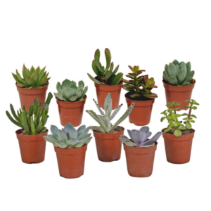 Vetplanten mix 5.5 cm - 10x - zonder pot