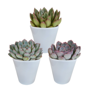 Echeveria mix 8.5 cm - 3x - in witte pot