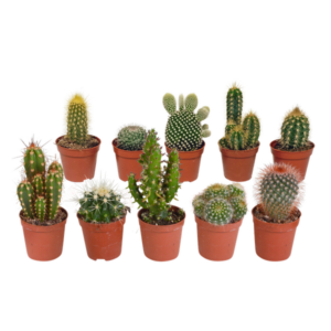 Cactus mix 5.5 cm - 10x - zonder pot