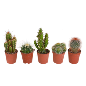 Cactus mix 5.5 cm - 5x - zonder pot
