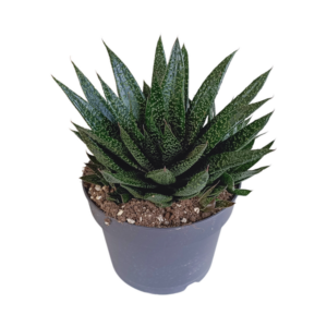 Gasteria 'd Due 17cm