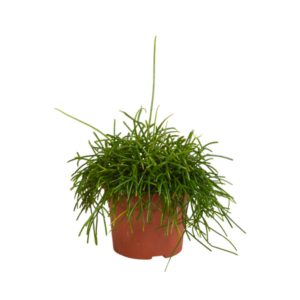 Rhipsalis baccifera Oasis 12cm