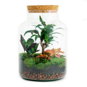 DIY Planten terrarium met licht - Milky Palm - Ø 21 cm ↑ 30 cm