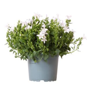 Campanula Addenda - Klokjesbloem purple potmaat 12cm - vaste plant - winterhard - White