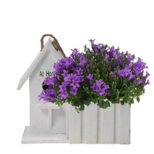 Campanula Addenda Ambella Intense | Klokjesbloem paars in houten sierpot / vogelhuisje - potmaat 12cm - vaste plant - winterhard